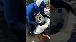 Who Says Cleaning Trash Isn't Cool? 😎 #4ocean #pollution #plastic #hardwork #beachlife