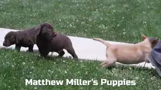 Matthew Miller's Lab Puppies