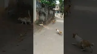 Cat gets attacked by dogs. #stray #dogs #cat #dogcat #dogvscat #shorts #youtubeshorts #dogcatvideos