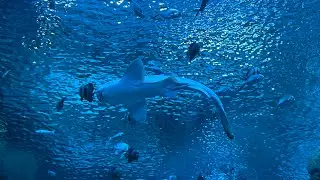 Seattle Aquarium  Raw Video 