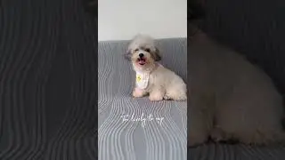 Wiggle mode on. 🐾#minipoochon #poochon #poochonpuppy #fyp #family