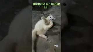 Bergelut kiri kanan ok. #subscribe #cat #catlover #youtubeshorts #kucing #zinzan #kucingbermain