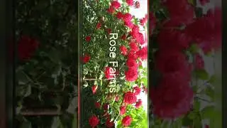 Rose #agriculture #farming #harvest
