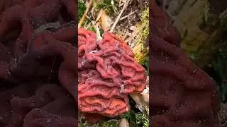 Строчок обыкновенный (Gyromitra esculenta) short #shorts
