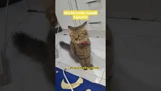 kaburr sebelum dimandikannn #kucinglucu #youtubeshorts #shorts #shortscats #catlovers