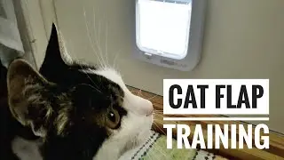 How to Train Your Cat to Use a Cat Flap Door: A Step-by-Step Guide #cat #pettrainingtips #pets