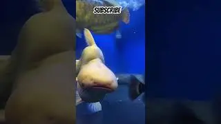 Albino SHARK Fish #fish #aquarium #fishtank #trending #viral #youtubeshorts #fishlover