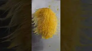 GOA'S MOST FIBROUS MANGO SEED OR KATHO BELONGS TO MANKURAD OF CHIKHALIM MARMAGOA
