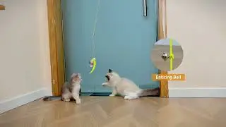 Potaroma Interactive Hanging Cat Toys, Cat Feather Toys 6 Pcs, Cat Teaser Retractable