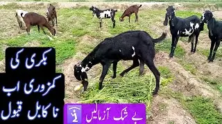Bakri Ko Mota Taza Karne Ka Tarika | Bakri Ki Sehat Kaise Banaye | Goat Health | Nikka Haji