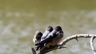 Barn Swallow song, California, Summer2018 1080