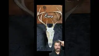 My favorite mount #deer #deerhunting #hunting #whitetaildeer #taxidermy