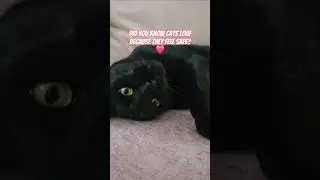 Did YOU know why CATS Loaf? 😻 #shorts #cat #viral #catlover #foryou