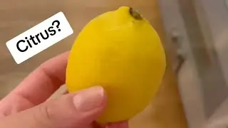 Do Cats HATE the smell of Citrus? | Whiskers & Oscar Reacts.
