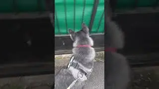 Malamute can hear but not really see three barking guard dogs