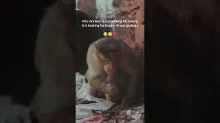 Our Waste.Their Survival 💔 #earth #ytshorts #animals #love #survival #civicsense #food #monkey #kids