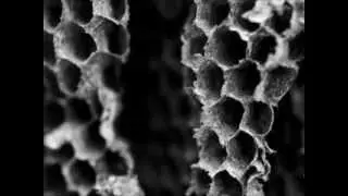 The Bee Hive (Prince Hall Tv)