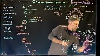Тип Cnidaria: Введение и план строения