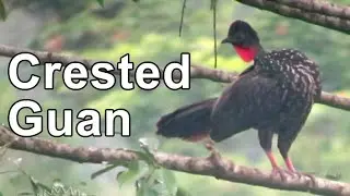 Crested Guan
