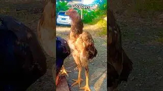 103 #daysgone #ayam #shamo #animals #music #anime #animation