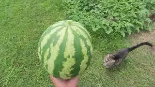 Harvesting a watermelon!! 🍉 (Crimson sweet/identifying proper harvest time.)