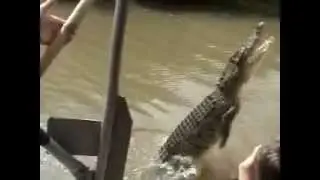 Jumping crocs