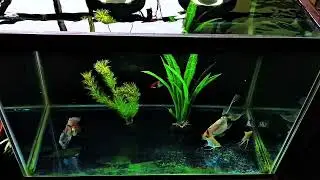 fishtankideas