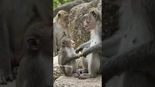Thinakoodadu