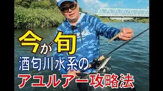 今が旬酒匂川水系のアユルアー攻略法