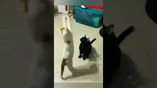 best funny videos part 15 #viral #funnyfail #failflops #catandog #reel #funnyafricanvideos  #top5