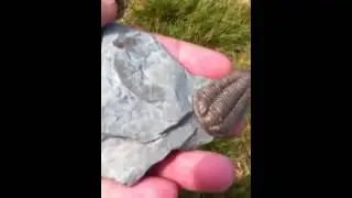 Trilobite fun!!