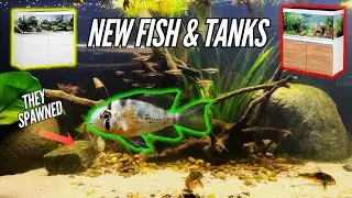 Обновления Fish Room: новое снаряжение, новые животные, та же страсть