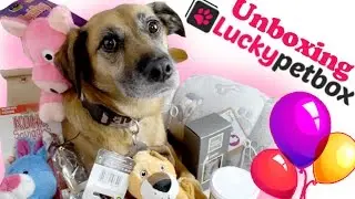 So viele Geschenke! Luckypetbox Unboxing