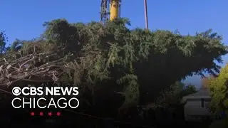 Chicago's 2025 Christmas tree to move to Millennium Park