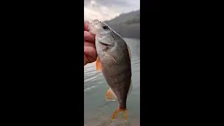 TATLI SU LEVREĞİ (PERCH) AVI