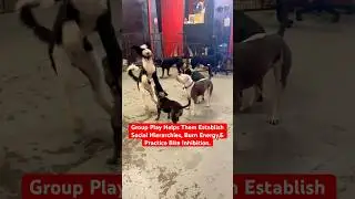 Can Reduce Behavioral Issues #doglover #dog #cute #happy #animallover #dogshorts #funnydogs #puppy