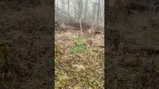 Mit zwei alten aber guten Traktoren im Wald