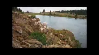 (Grayling) Fly Fishing Utah Boulder Mountain.