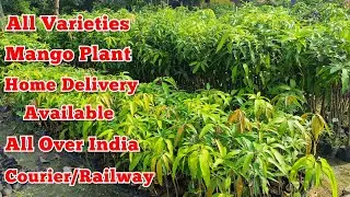 All Varieties Mango Plant Home Delivery Available Courier/Railway @fruitplantnursery4128