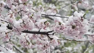 Lofi Calming /Study Music Snowy Cherry Blossoms