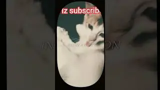 #bilkis2 #cat #cuteanimal #india #bangladesh #music #اكسبلور #تيك_توك #youtube#shorts #animals