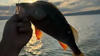 Ловля окуня на спиннинг 🌊 Perch Fishing Adventure 🎣 