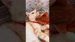My best 2 cat love story #funnycat #beecat #mimeowcat #beecat #catcustom #usacats #cat