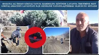 HOZAT'A BAĞLI TAVUK (KARDELEN) KÖYÜNDE 3.000 KÖK LAVANTA EKİMİ YAPILDI