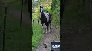 🐰 Rabbit scares 🐴 horses #funny #animals #voiceover