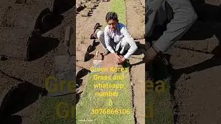 Green Korea Grass Farming Carpet grass All Pakistan  20, 2023