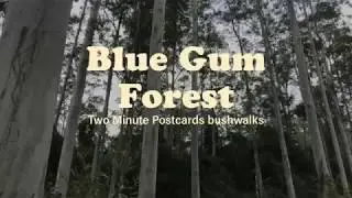 Barrington Tops National Park, Blue Gum Loop Walk