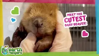 Baby Beaver Loses An Eye But Finds A Home! ❤️ | Earth Rangers