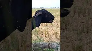 Funny Animals sing a song#ytshorts #animals #shorts #cute #trendingshorts