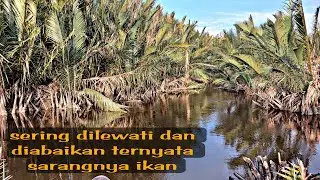 Mancing ikan sembilang besar disarangnya